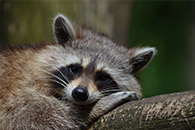 Animal Removal